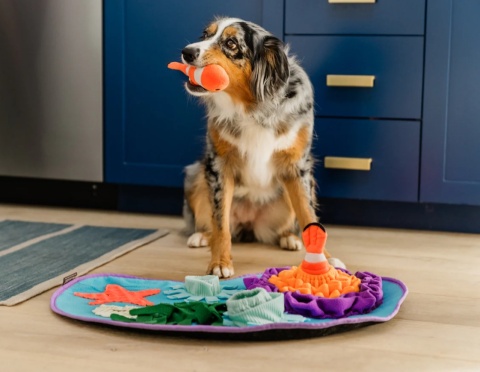 Mata węchowa PODWODNY ŚWIAT