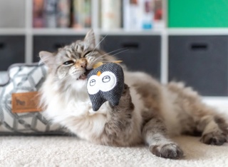 Zabawka SOWY Feline Frenzy