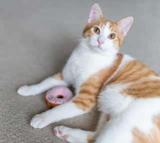 Zabawka DONUTY Feline Frenzy