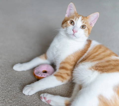 Zabawka DONUTY Feline Frenzy