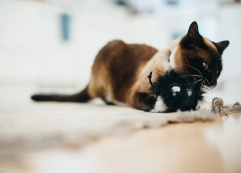 Zabawka FUTRZANA KULKA Feline Frenzy