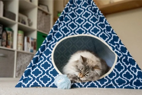 Zabawka FUTRZANE PIŁKI Feline Frenzy