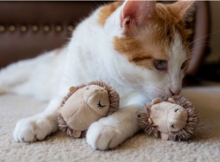Zabawka JEŻYKI Feline Frenzy