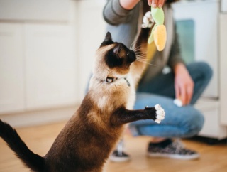 Zabawka KUKURYDZA I NÓŻKA KURCZAKA Feline Frenzy