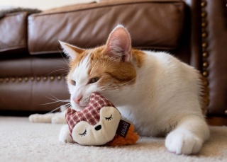 Zabawka LIS I ZAJĄC Feline Frenzy