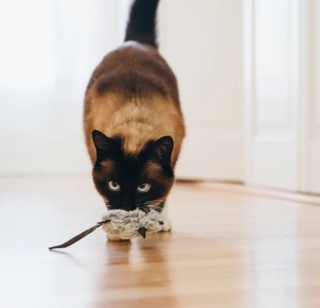 Zabawka MYSZKI Feline Frenzy