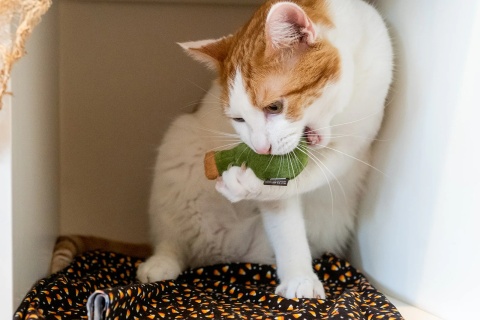 Zabawka NIEBEZPIECZNY DUET 2PAK Feline Frenzy