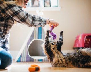 Zabawka ROBACZKI Feline Frenzy