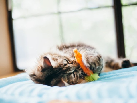 Zabawka ŚWIEŻY OGRÓD Feline Frenzy