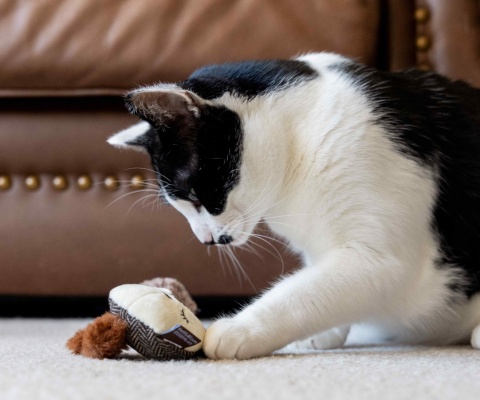 Zabawka WIEWIÓRKA I SZOP Feline Frenzy