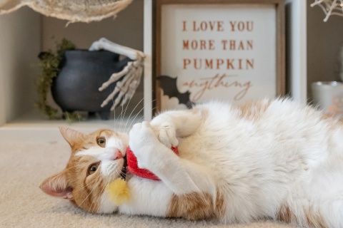 Zabawka WYBUCHOWY DUET 2PAK Feline Frenzy